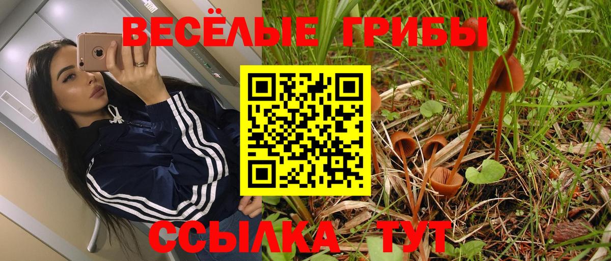 Псилоцибиновые грибы Psilocybe Якутск